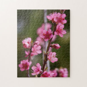 Puzzle EE. UU., California. Flores rosadas en un árbol