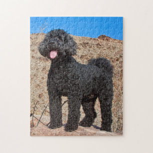 Puzzle EE.UU., California. Labradoodle Standing