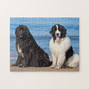 Puzzle EE. UU., California. Newfoundlands sentados
