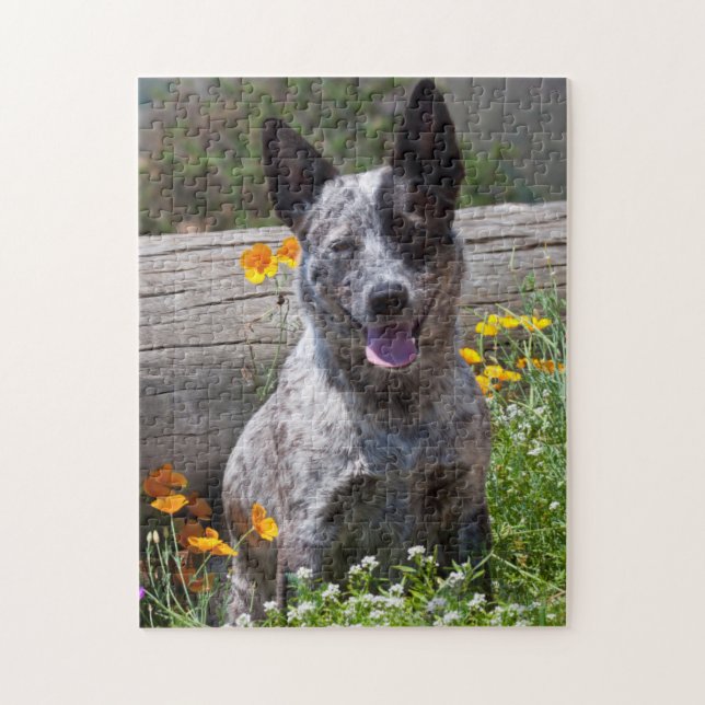 Puzzle EE.UU., California. Queensland Healer Sitting 2 (Vertical)