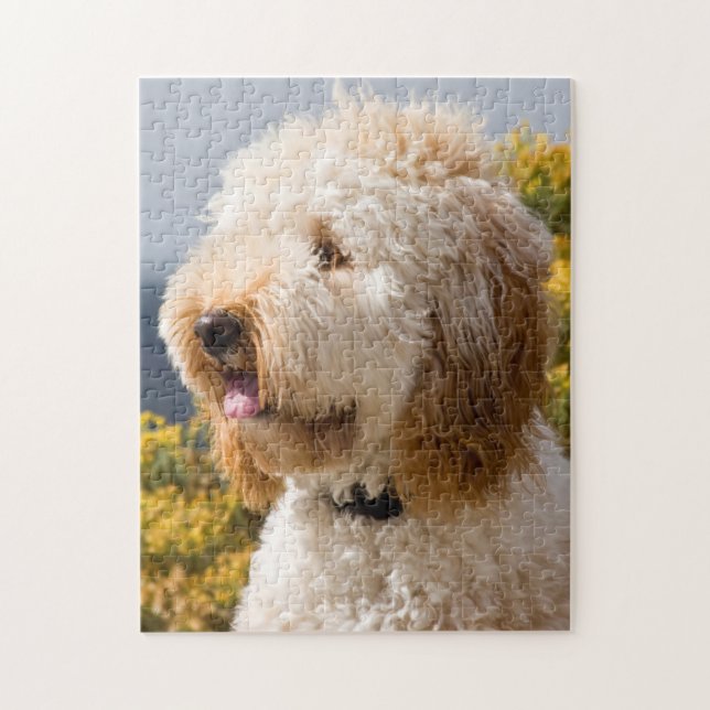 Puzzle EE.UU., California. Retrato De Labradoodle 3 (Vertical)