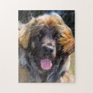 Puzzle EE. UU., California. Retrato de Leonberger sentado
