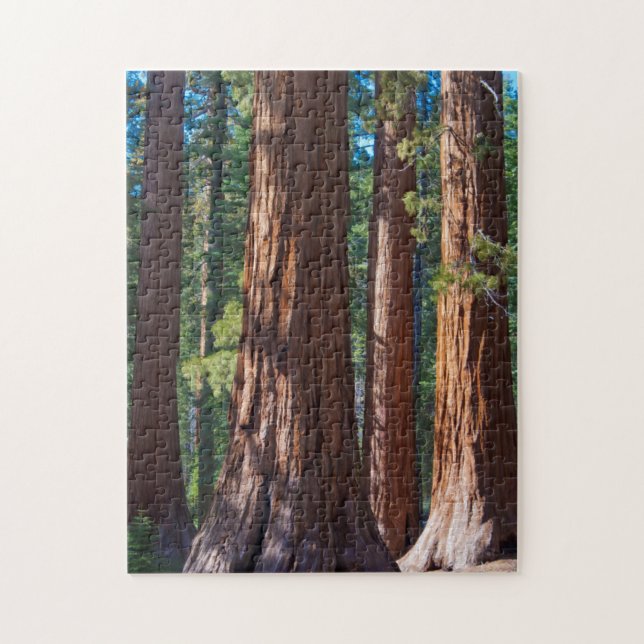 Puzzle EE.UU., California. Truncos de árbol de secuoya, M (Vertical)