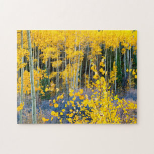 Puzzle EE. UU., Colorado. Álamos amarillos brillantes en