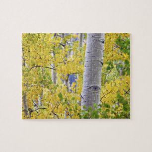 Puzzle EE. UU., Colorado, Montañas Rocosas.  Intimo álamo