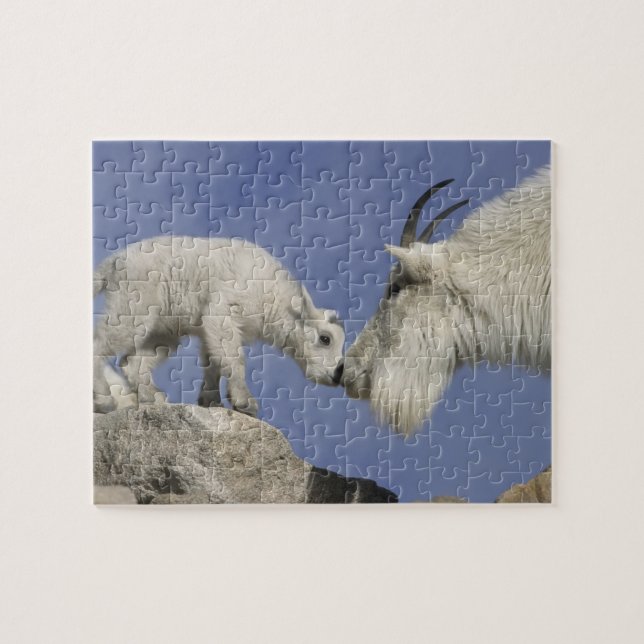Puzzle EE. UU., Colorado, Monte Evans. Cabra montés madre (Horizontal)