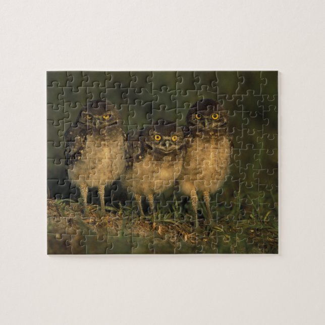 Puzzle EE. UU., Florida, Cape Coral. Tres lechuzas de tie (Horizontal)