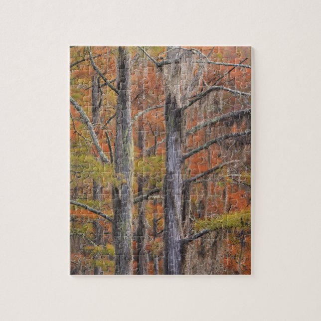 Puzzle EE. UU., Georgia, George Smith State Park, ciprés (Vertical)