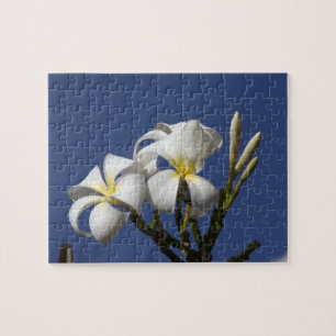 Puzzle EE. UU., Hawái, Kauai, plumeria blanca.