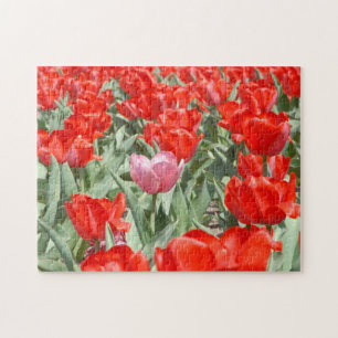 Puzzle EE. UU., Kansas, Tulipanes rojos con un tulipán ro