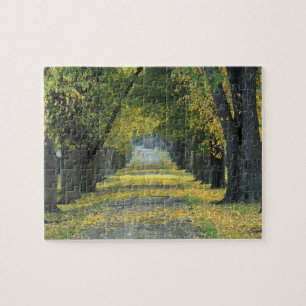 Puzzle EE. UU., Kentucky, Louisville. Carretera arbolada