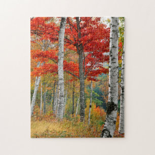 Puzzle EE. UU., Maine, lago Wyman. Bosque de abedules