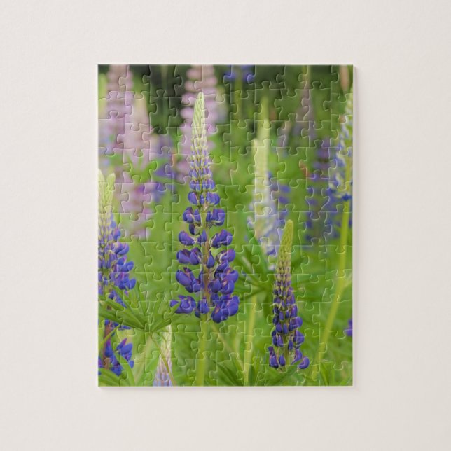 Puzzle EE.UU., Maine, Parque Nacional Acadia. Campo de (Vertical)