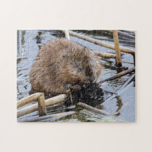 Puzzle EE. UU., Nebraska. Castor