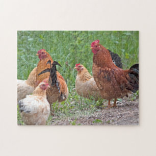 Puzzle EE. UU., Nebraska. Gallinas