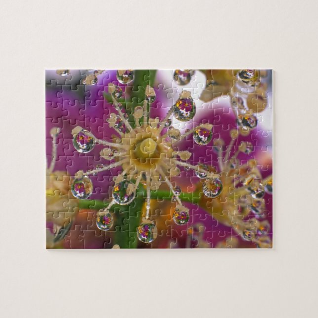 Puzzle EE. UU., Oregón, Portland. Flores de cosmos se ref (Horizontal)