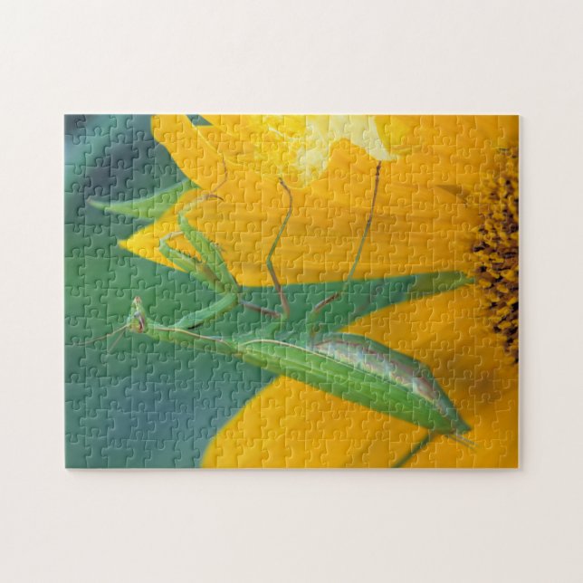 Puzzle EE. UU., Pensilvania. Mantis religiosa hembra (Horizontal)