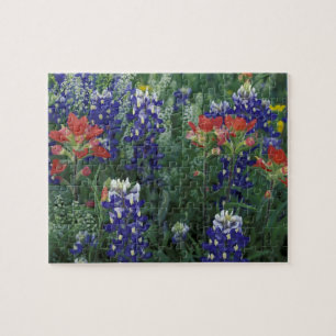 Puzzle EE. UU., Texas Hill Country. Bluebonnets y