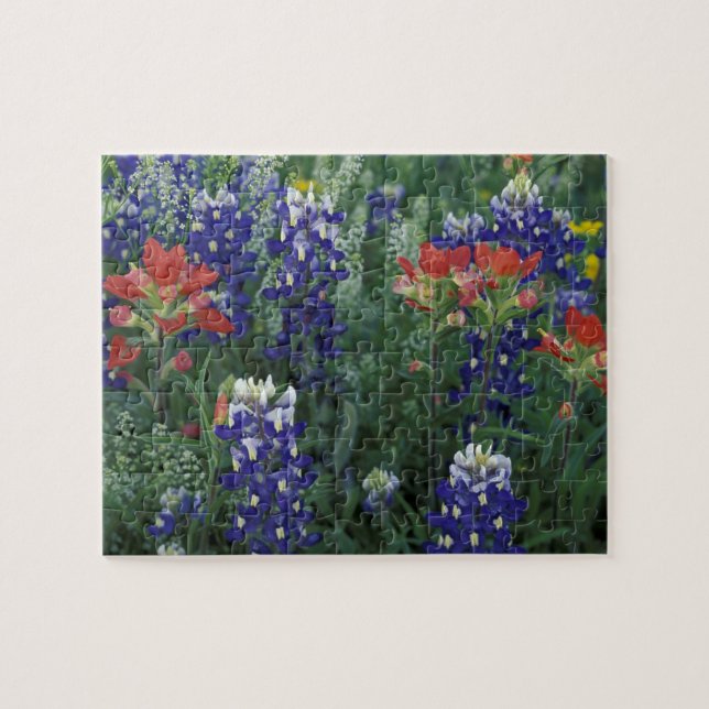 Puzzle EE. UU., Texas Hill Country. Bluebonnets y (Horizontal)