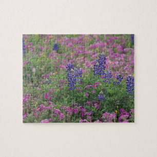 Puzzle EE. UU., Texas Hill Country. Lupinos entre phlox