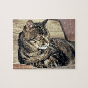 Puzzle EE. UU., Utah, Capitol Reef NP. Gato atigrado durm