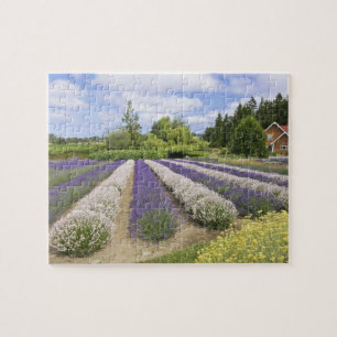 Puzzle EE.UU., WA, Sequim, Granja de lavanda de niebla p