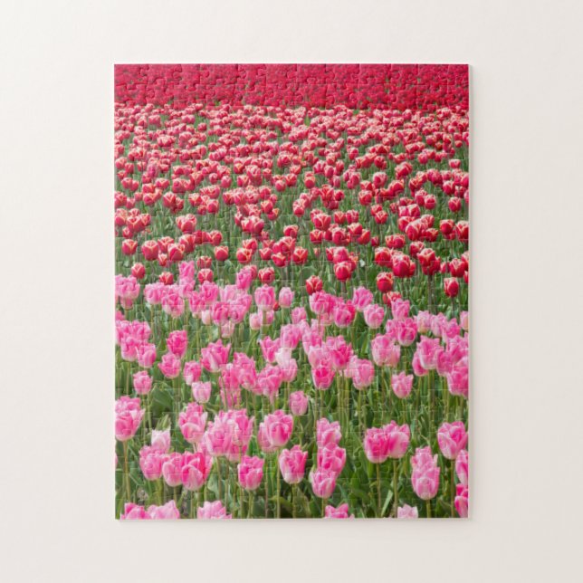 Puzzle EE. UU., Washington. Campo de tulipanes multicolor (Vertical)