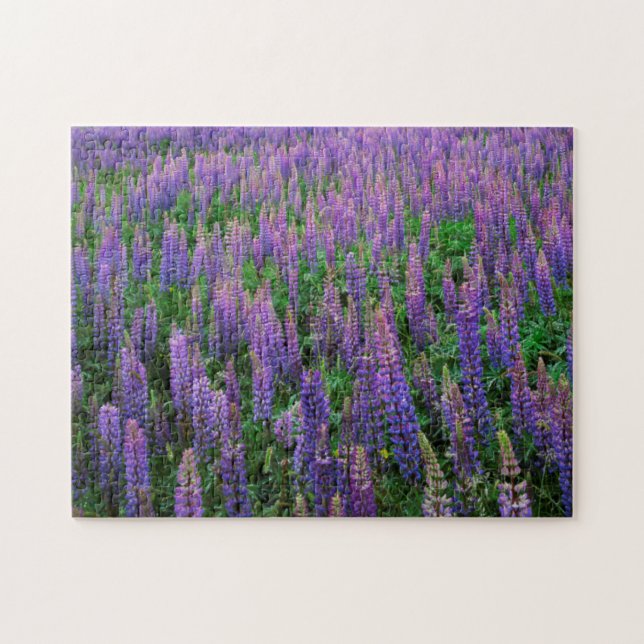 Puzzle EE. UU., Washington, Condado de Clallam, Lupine (Horizontal)