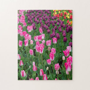 Puzzle EE. UU., Washington. Tulipanes en flor