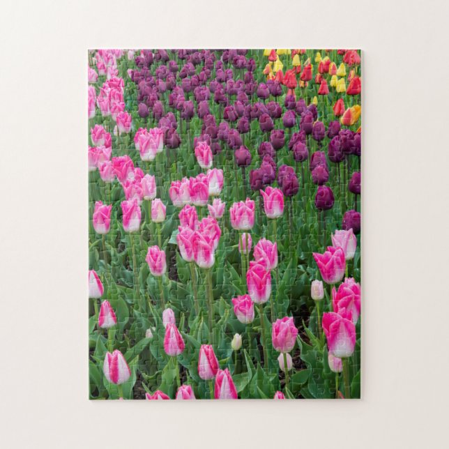 Puzzle EE. UU., Washington. Tulipanes en flor (Vertical)
