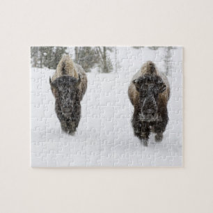 Puzzle EE. UU., WY, Parque Nacional Yellowstone, Bisonte 