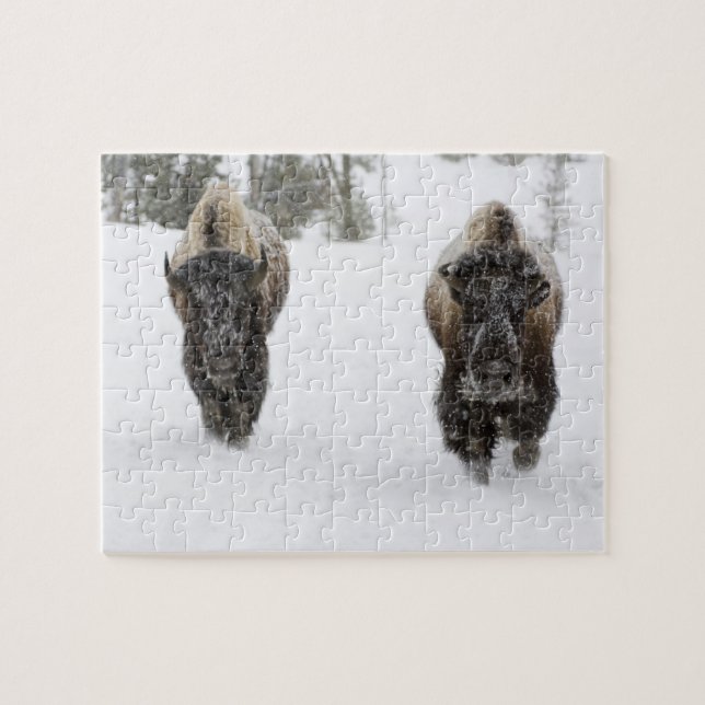 Puzzle EE. UU., WY, Parque Nacional Yellowstone, Bisonte  (Horizontal)