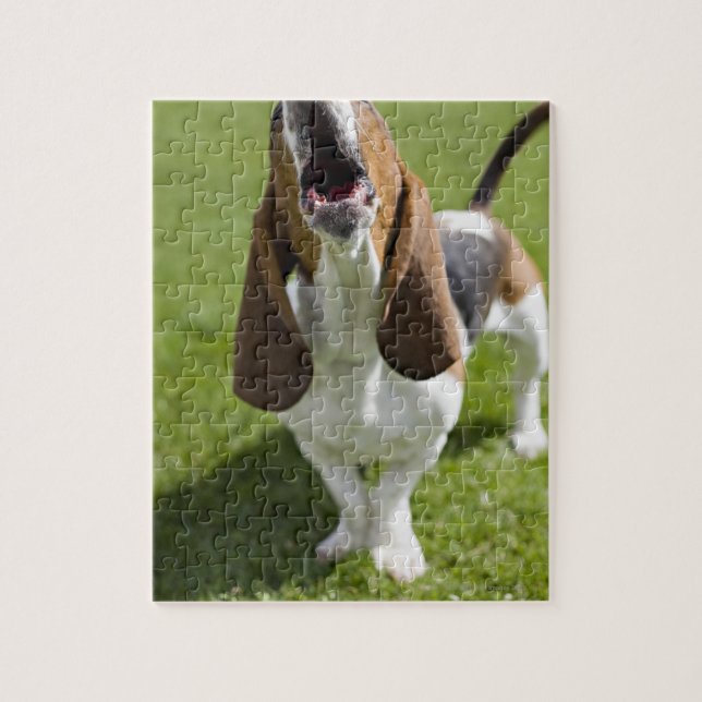 Puzzle EEUU, Illinois, Washington, Retrato de Bassett (Vertical)