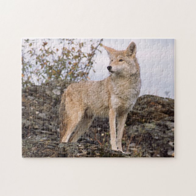 Puzzle EEUU, Montana, Kalispell. Coyote en Triple D (Horizontal)