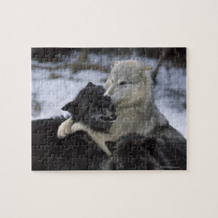 Puzzle EEUU, Montana, Lobos jugando en la nieve