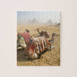 Puzzle Egipto, El Cairo. Camellos descansando