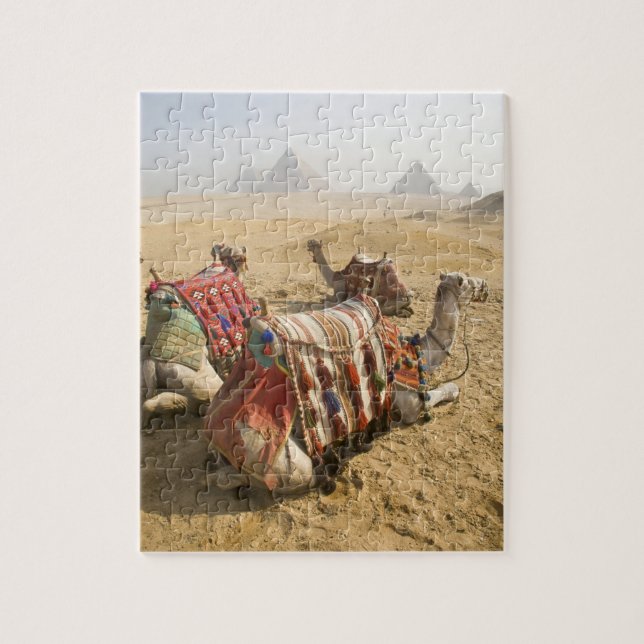Puzzle Egipto, El Cairo. Camellos descansando (Vertical)