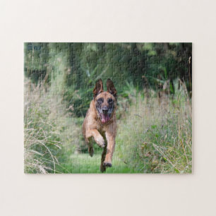 Puzzle El belga Malinois está en carrera