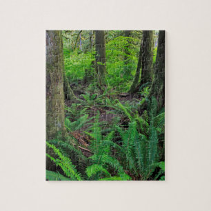 Puzzle El bosque verde exuberante