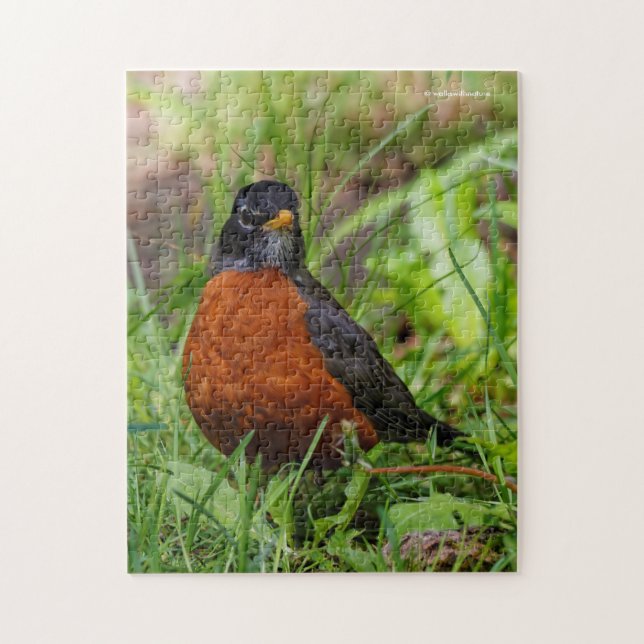Puzzle El curioso Robin Songbird en la hierba (Vertical)