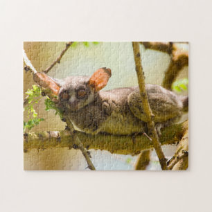 Puzzle El Galago Senegalés (Galago Senegalensis)