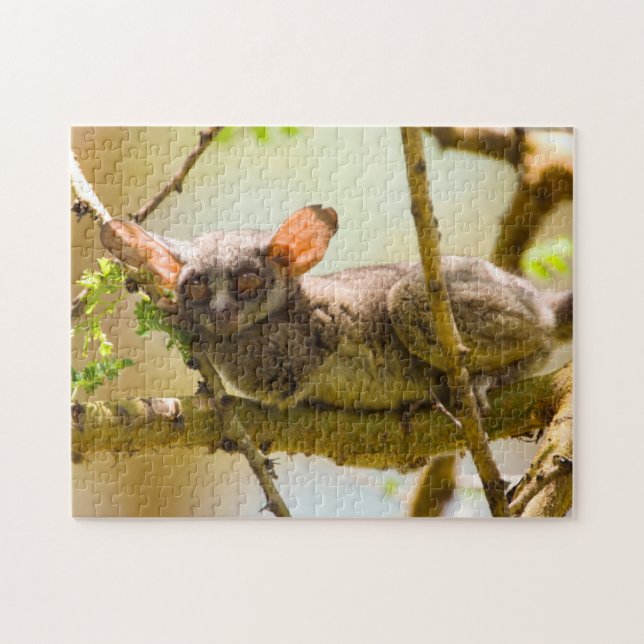 Puzzle El Galago Senegalés (Galago Senegalensis) (Horizontal)