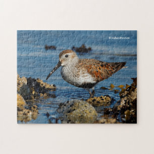 Puzzle El hermoso Dunlin Sandpiper se va solo en la playa