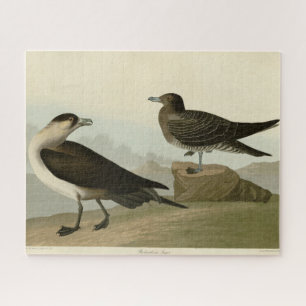 Puzzle El jager de Richardson de los pájaros de los Estad