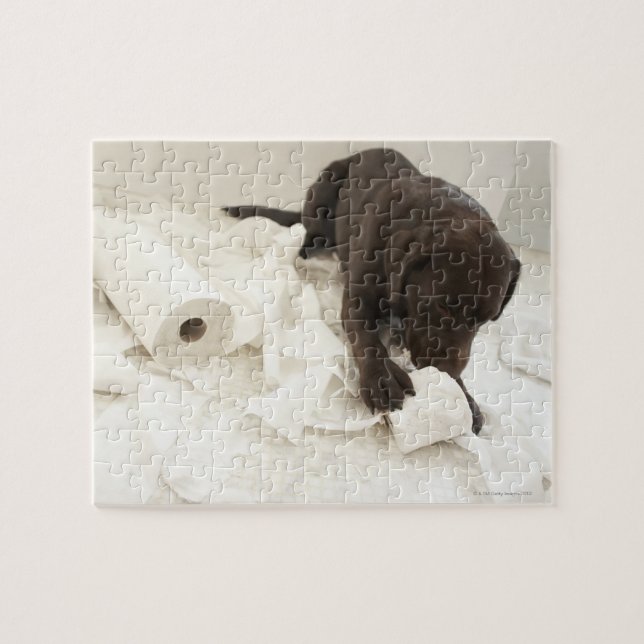 Puzzle El labrador marrón chocolate. (Horizontal)