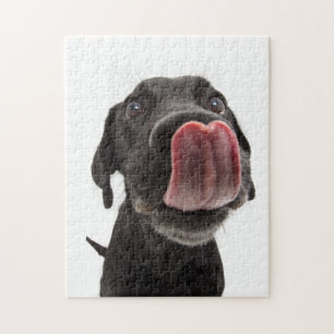 Puzzle El labrador negro toca la nariz