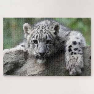 Puzzle El leopardo blanco bebé te mira desde una roca