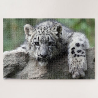 Puzzle El leopardo blanco bebé te mira desde una roca
