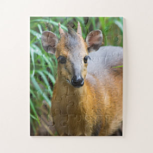 Puzzle El misterio de los animales zoológicos infantiles