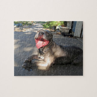 Puzzle El misterio del beso del perro a Pitbull